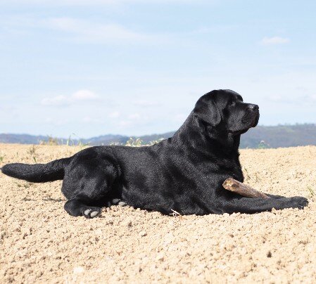Labrador nero con bastone steso nel campo